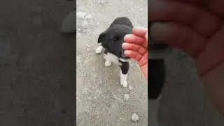 Сабака.#сабака
