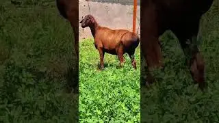 Сотувда асл хисори каштан совлик 2 туккан  телда манзил  тел  978441967#shorts  #хисори#hissar