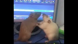 СМЕШНЫЕ КРЫСЫ С ОЗВУЧКОЙ