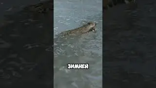 Don't rescue frozen crocodiles! 🧊🐊😱 