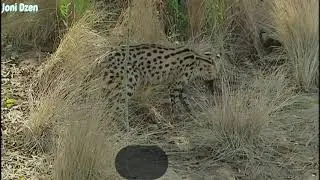 SERVAL   khrabryy i besstrashnyy ukrotitel' zmey