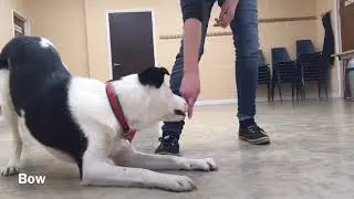 Border Collie Tricks - 14 Months Old - Sven
