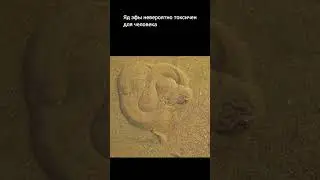 Так прячется песчаная эфа — одна из самых ядовитых змей нашей планеты