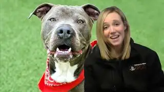 Walk for Paws Success!