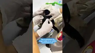 Beautiful Bird Tragically Does Not Make It