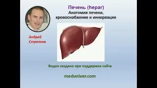 Анатомия печени, кровоснабжение и иннервация - meduniver.com