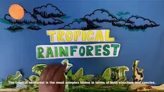 Rainforest Ecosystems - Plant and Animal Adaptations (Student Made)