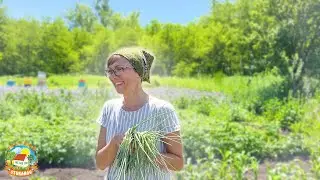 Простая ЖИЗНЬ на ХУТОРЕ в июньскую жару. Работаем в огороде и в саду.
