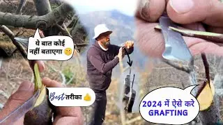 Apple 🍏 Grafting || 2024 ||