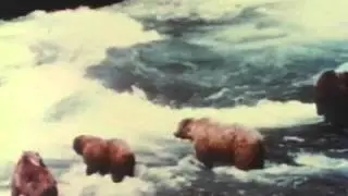 Научный институт Муди - Царство Животных (1992)