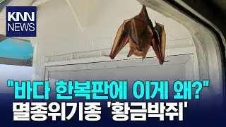 멸종위기종 '황금박쥐'가 나타났다…연평도 해상서 발견 / KNN