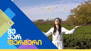 ჩაის პლანტაცია გურიაში | მე ვარ ფერმერი | 12.11.2024