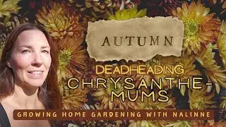 ChrysantheMUM Deadheading 🍂 Growing Home Gardening Show #mums #autumn