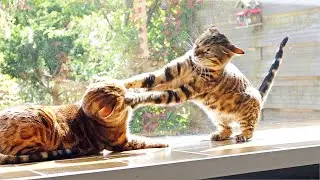 Daughter Sunshine shows Dominance and Attacks her Mother Dreamcatcher