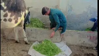 Vlog No 2 : janwron ko ghaas dalny ka tarika.