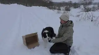 Что такое шейпинг / Дрессировка собак