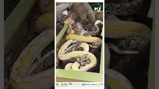 Man Plays With His Snake Babies