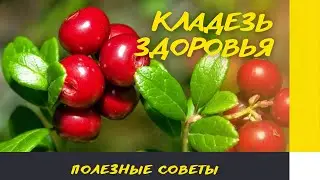 Брусника - ЯГОДА БЕССМЕРТИЯ
