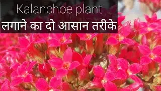 How to grow Kalancho plant || kalanchoe plant कैसे लगाएं