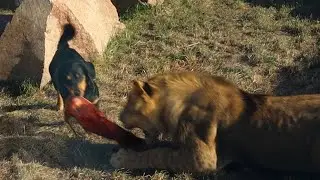 A DOG takes a meat from his Friend the LION at the zoo | Video CHAPTERS | Lion plays with His Dog