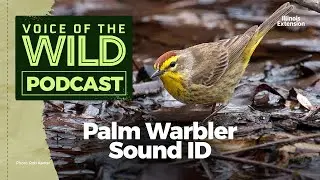 Episode 3: Palm Warbler - Voice of the Wild