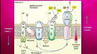 Photosynthesis : Cyclic and Non Cyclic Photophosphorylation