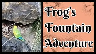 Frog Finds A Fountain