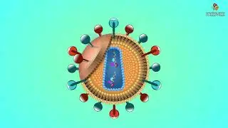 HIV Replication - Microbiology Medical Animations