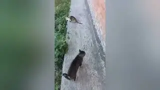 Наши будни.Всегда нужна помощь 🙏🏼