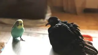 Попугайчик Кеша ухаживает за голубкой Витой