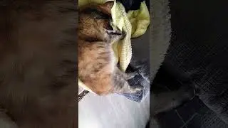#кисонька #кошки #cat #кошка #отдыхает #филюша