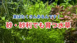 [It doesn't have to be soil!] A professional introduces aquatic plants that can grow on sand and ...