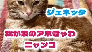 【ニャンTube】我が家のジェネッタの遊び方（−＿−；）