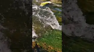 Не широка река, не глубока река, но красивая очень!) #fishing #fishmir #shorts #рыбалка #широкарека