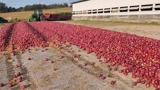 Apple Finished Beef