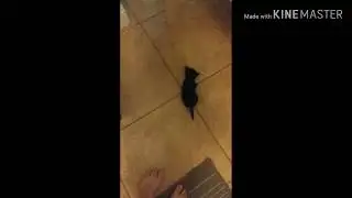 KITTEN MONTAGE!!!!!!!