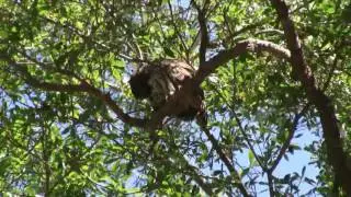 Barred Owl At Home High Overhead