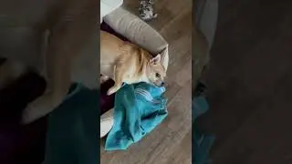 ТАПОЧЕК МОЖНО ВЗЯТЬ?БАСЯ?