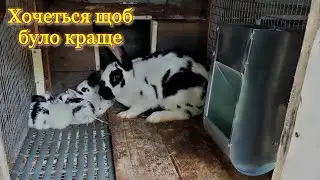 Кролики❗Не так все просто❗