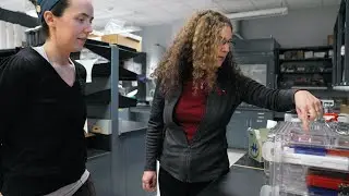 Can the study of bones and seashells shed light on breast cancer research?