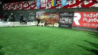 Грузинская горная собака BUBU Georgian mountain DOG BUBU