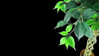 tree video effects black screen | tree branch black screen | black screen tree leaves effect