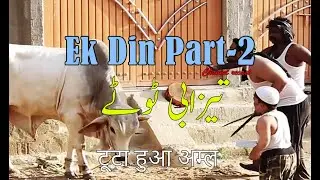 Khaternak Qurbani K Janwar | Eid Al Adha 2022 | #recast