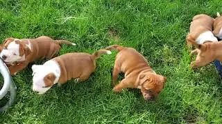 AKC Staffordshire Bull Terrier puppies playing  five weeks old