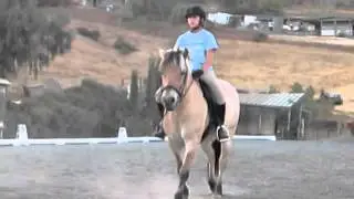 Intro Dressage Fjord