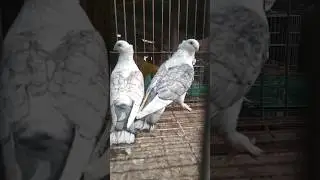 dubai pigeon