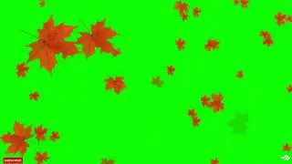 Green screen Autumn leaves falling | Chroma key | Green screen fall leaves