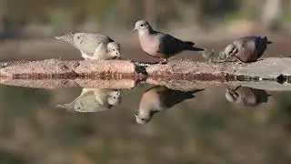 Tórtolas (Zenaida auriculata)