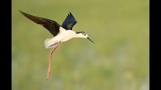 Bird and wildlife photography at Lake Neusiedl (Neusiedler See)