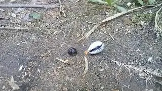 Морские ракушки ктота выкинул на улицу(2)